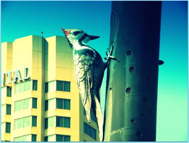 [pileated.jpg]
