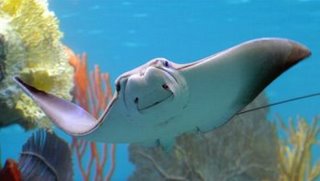 [STINGRAY2.jpg]
