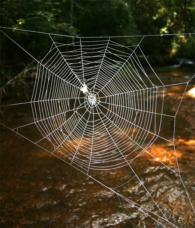 Cool Science News Itsy Bitsy Spider's  10 Times Stronger Than Kevlar