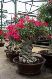 http://4.bp.blogspot.com/_PG3mIynYVl4/R-sqDS3t_nI/AAAAAAAAAB4/w3Dx_w_SR9A/s320/hobi3.jpg
