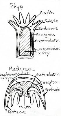 Cnidaria
