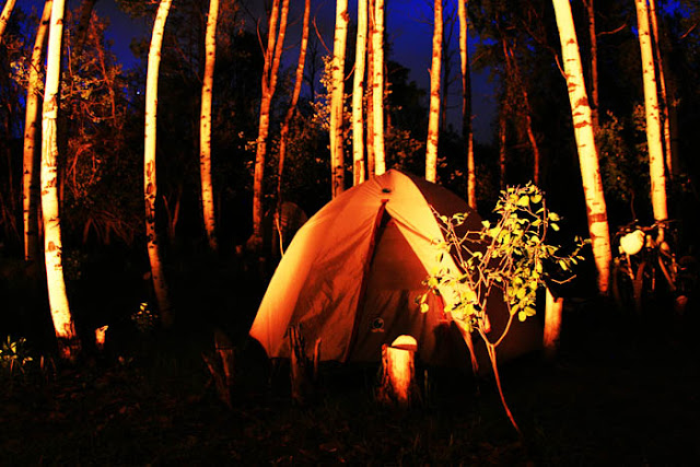 A campfire's glow on Aspen trees and a tent while forest camping near Aspen, Colorado.