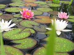 Water Garden