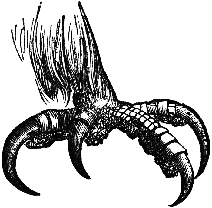Talons Clipart