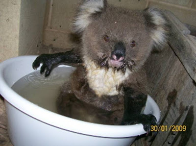 Victorian Bushfire Koala