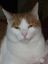 Buddy