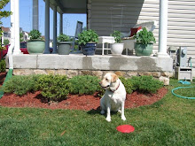 Bella and tomatoe plants...