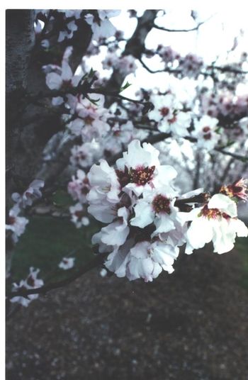 [blossom.jpg]