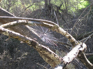 Spider web along Kennedy Rd, Los Gatos CA