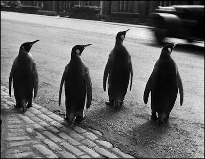 Associations d'images - Page 35 Pingouins+werner+bischof+magnum