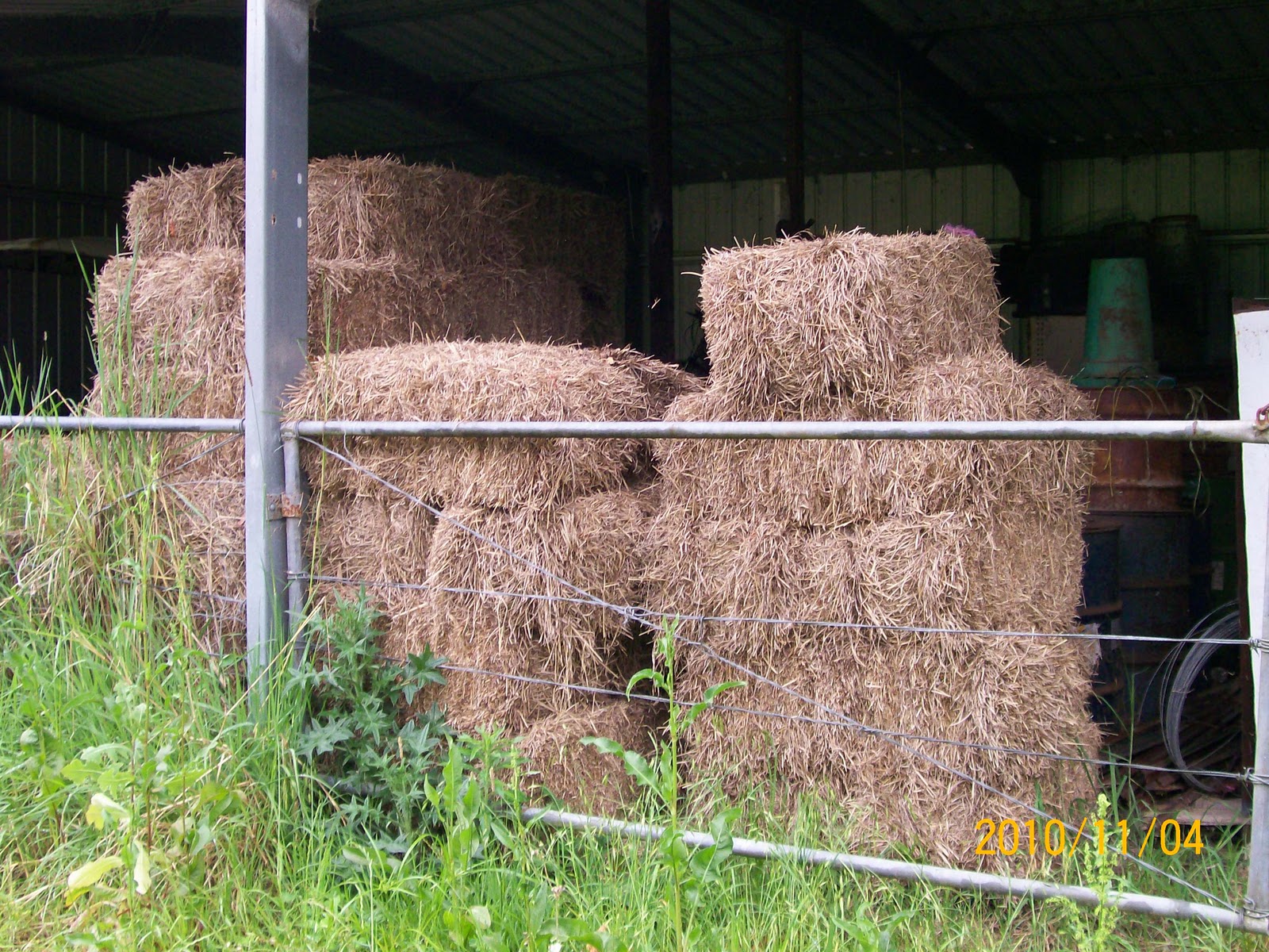 Adventures on Home Hill Farm Tomato Transplants, Seasonal Produce