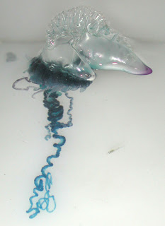 Portuguese Man-of-War or Physalia (NOAA)
