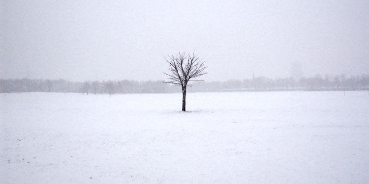 [lonesome_tree.jpg]