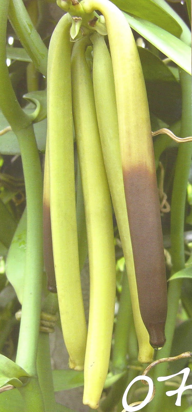 Smoked Vanilla January 2011