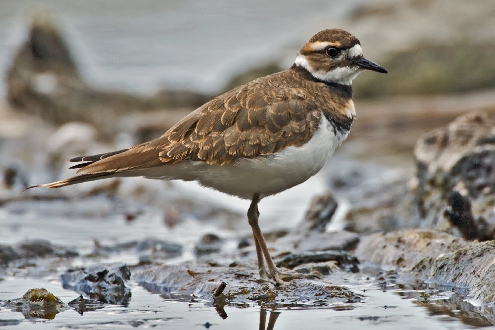 Morris Arboretum Killdeer at the Horticulture Center