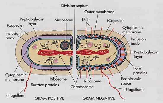 CARACTERISTICAS DE BACTERIAS GRAM caracteristicas de bacterias gram: