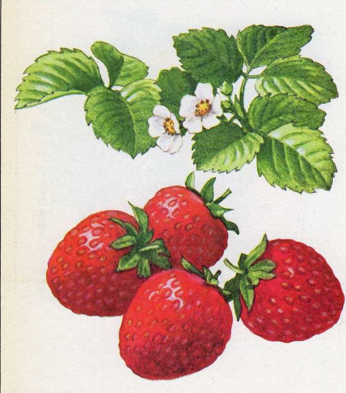 [fraises.jpg]