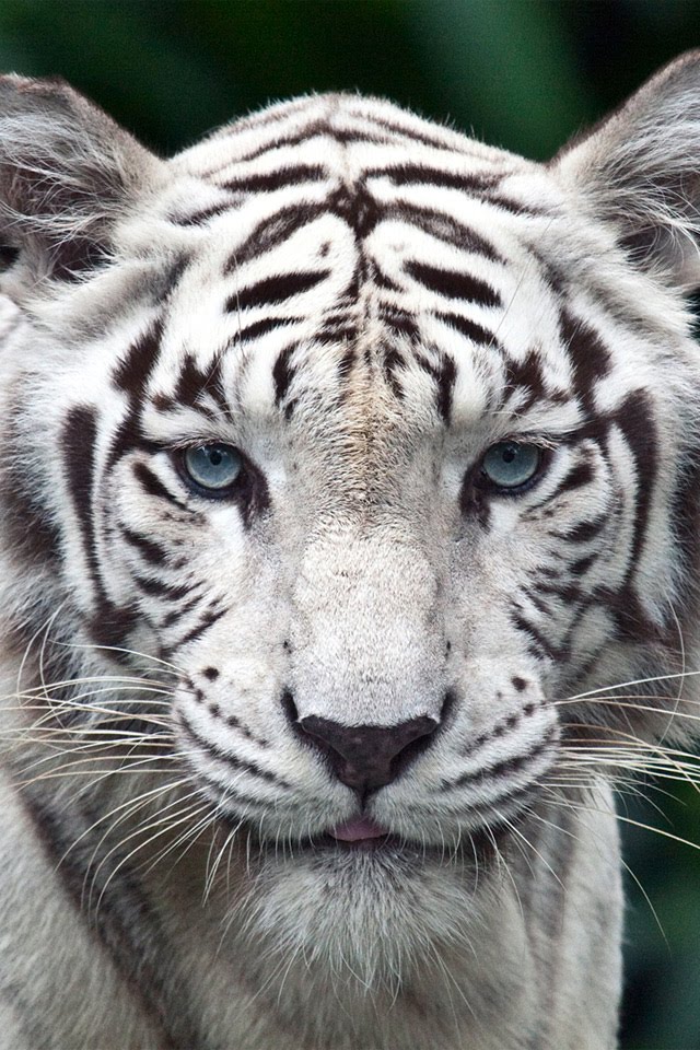 iphone 4 wallpaper - Tiger backgrounds for iphone 4. iphone 4 wallpaper - Tiger