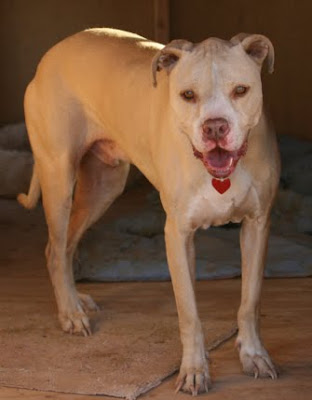 Staffy Greyhound Cross