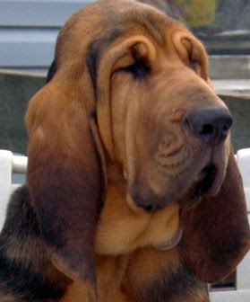 Bloodhound Rottweiler