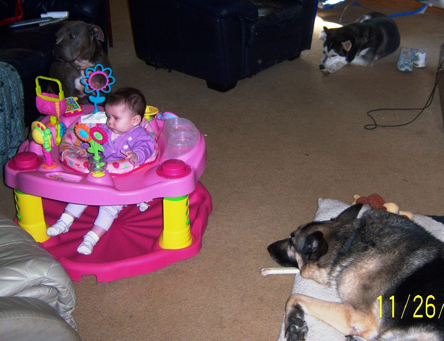 Baby equipment Family Paws Parent Education