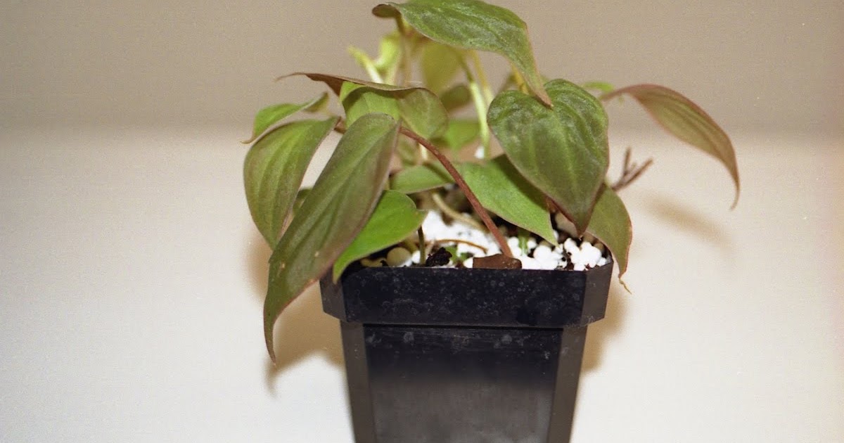 Gardening And More Plant Of The Week Rare Velvet Leaf Vine