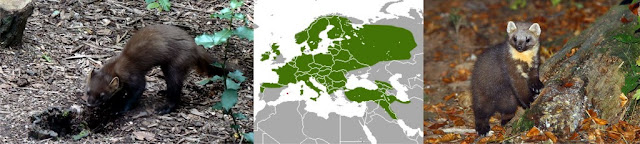 Marta - Martes martes - Orden Carnivora, Familia Mustelidae - Mamíferos - Mapa de distribución - Fuina de papo amariello, Marta, Mart, Martaraña, Marta, Lepahori, Baummarder, Edelmarder, Martre, Marte, Martre des pins, Boommarter, Edelmarter, European Pine Marten, Pine marten, Pineten, Baum marten, Sweet marten, Martora, Martora eurasiatica, Kuna leśna, Tumak, Ağaç sansarı Marta - Martes martes - Orden Carnivora, Familia Mustelidae - Mamíferos - Mapa de distribución - Fuina de papo amariello, Marta, Mart, Martaraña, Marta, Lepahori, Baummarder, Edelmarder, Martre, Marte, Martre des pins, Boommarter, Edelmarter, European Pine Marten, Pine marten, Pineten, Baum marten, Sweet marten, Martora, Martora eurasiatica, Kuna leśna, Tumak, Ağaç sansarı