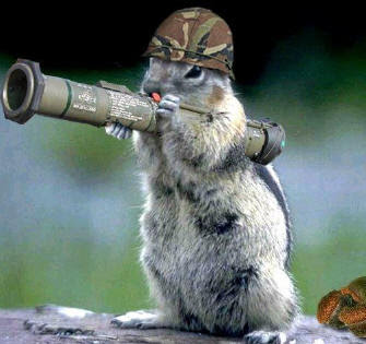 A Squirrel