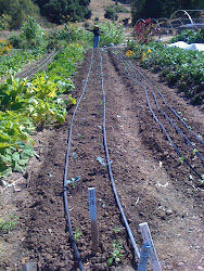 Brocoli Planting in Prepared Row
