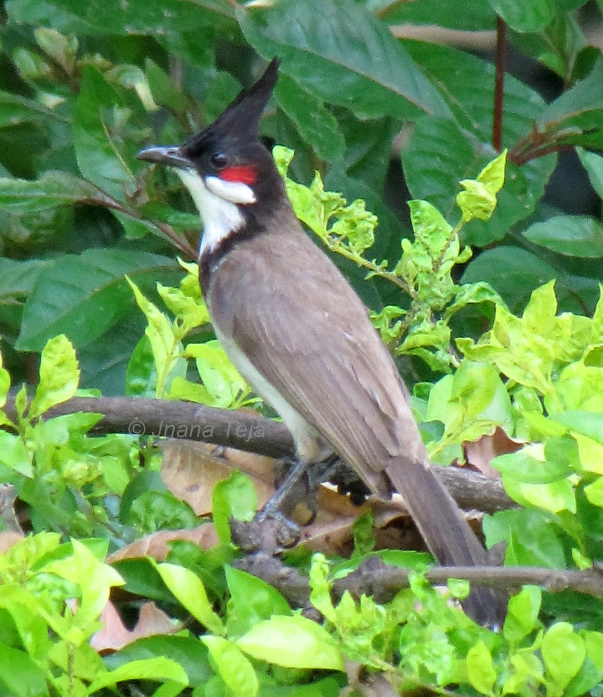 India Traveller Uttarakhand Himalayas Birds of Kumaon Part 3