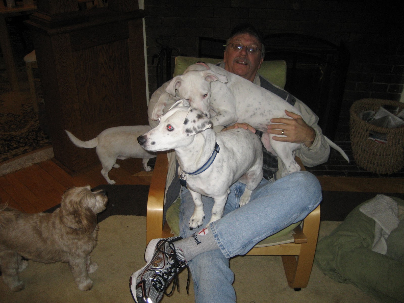 Deaf Dogs and Benevolent Gnomes Jungle Gym For Dogs