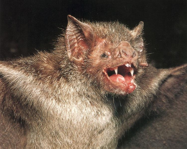 [vampirebat.jpg]