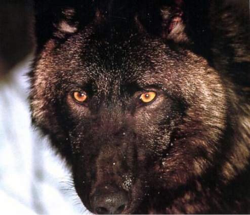 [wolfcloseup.bmp]