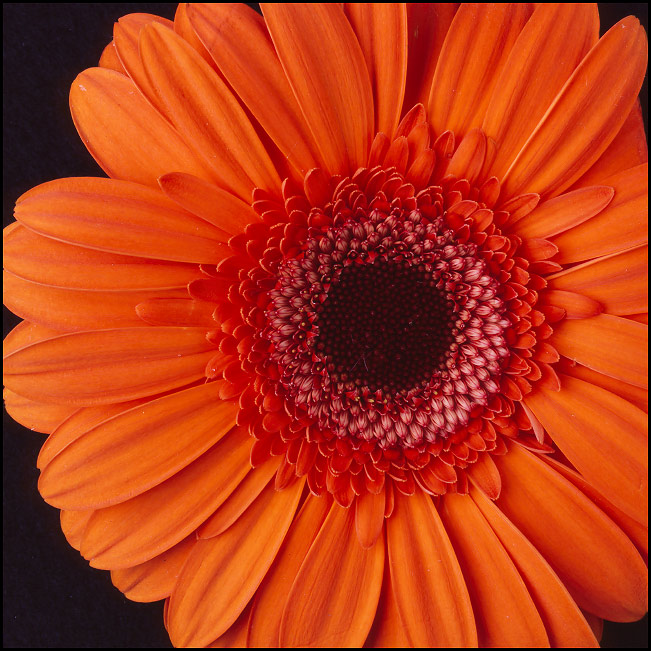 [One-Gerbra-Daisy-2a-4x5.jpg]