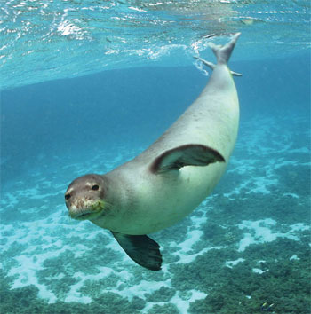 [monk_seal.jpg]
