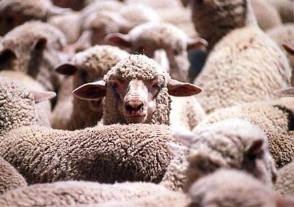 [sheep.jpg]