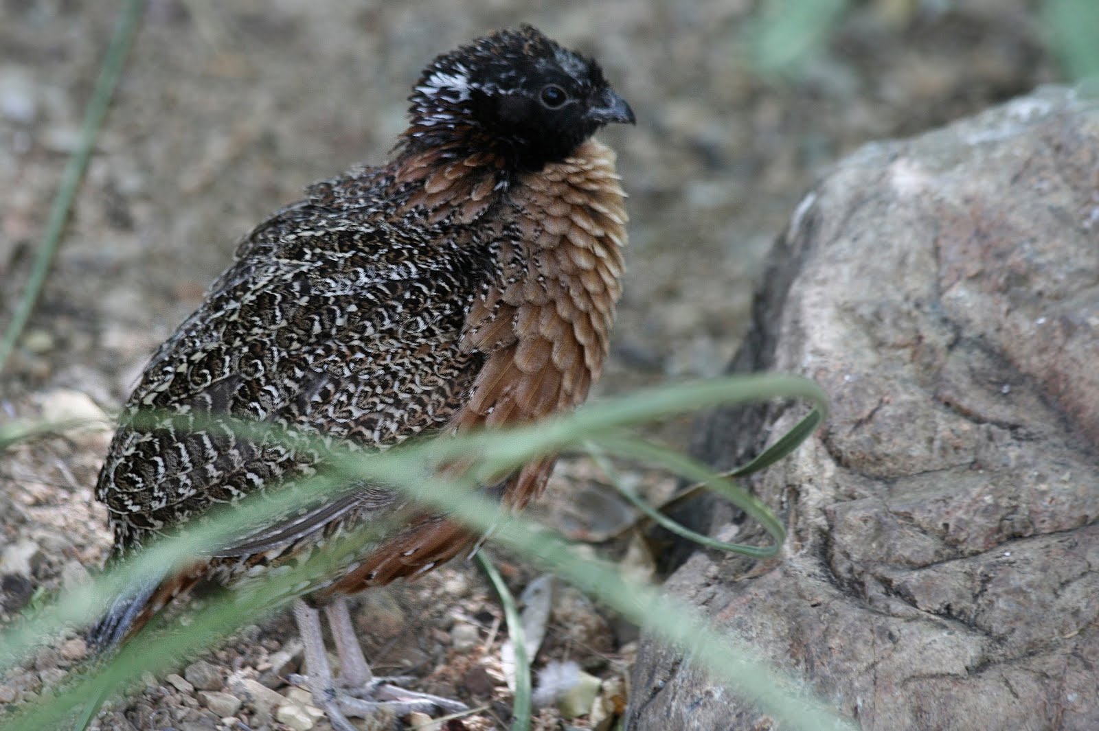 Sonoran Connection: Masked Bobwhite Quails