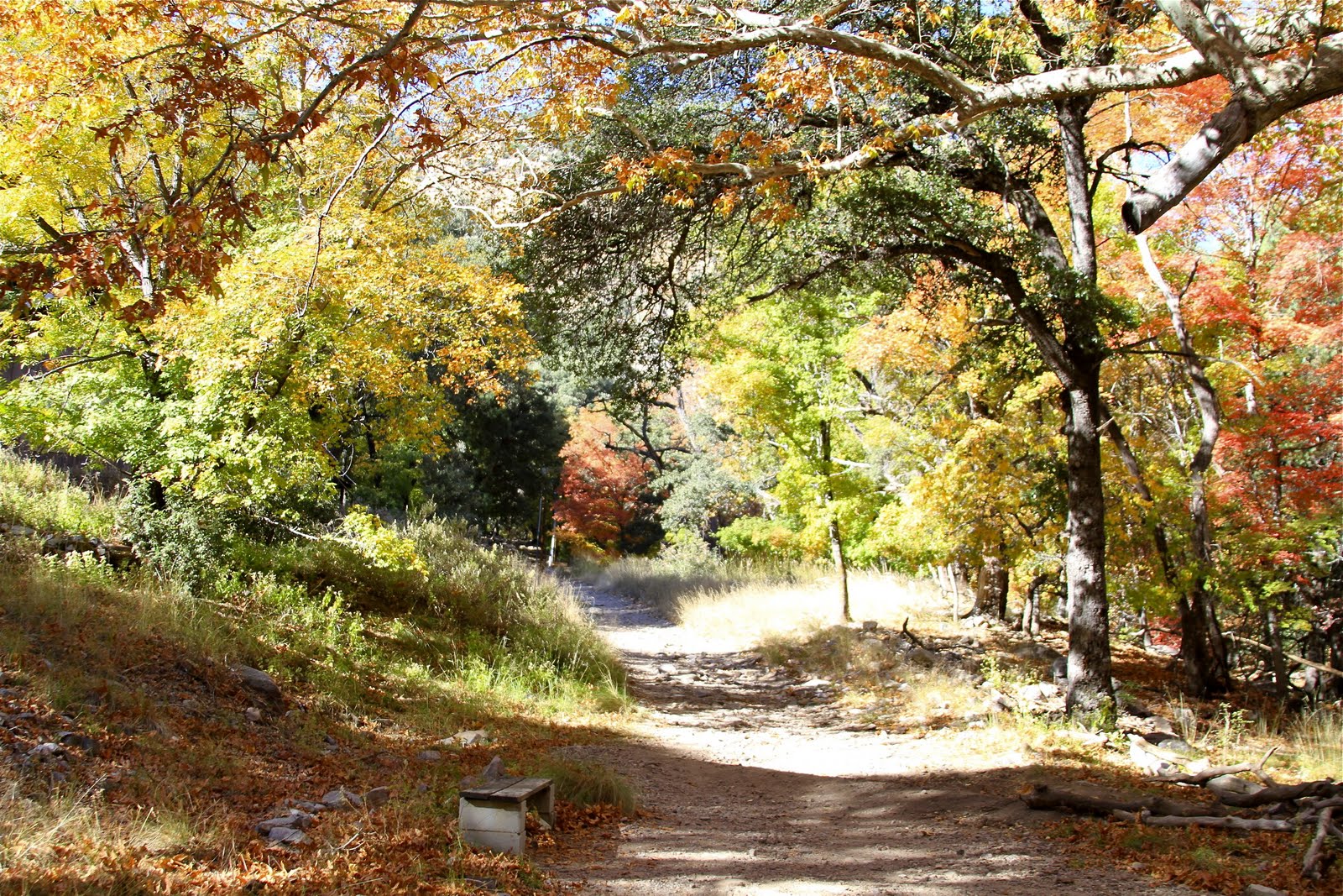 Sonoran Connection Ramsey Canyon Preserve Sierra Vista Arizona