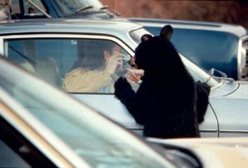 [bear.bmp]