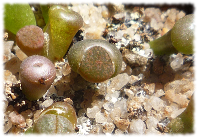 Lithops