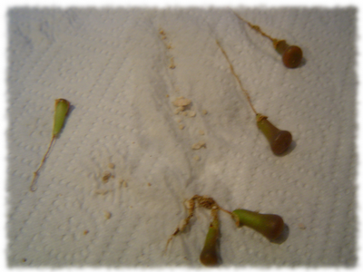 lithops