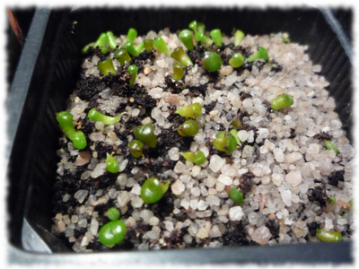lithops