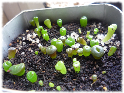 lithops