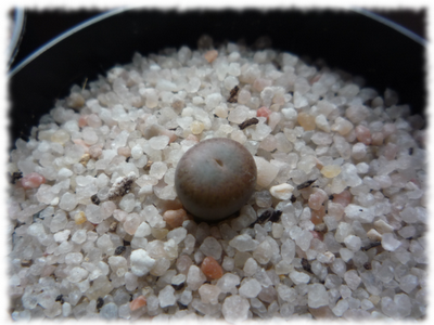 lithops