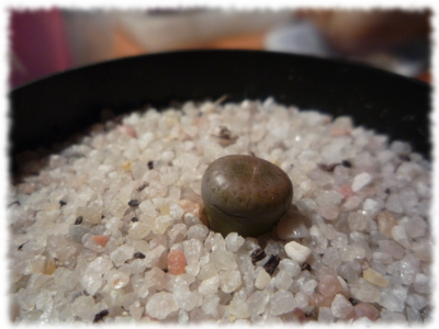 lithops