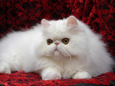 MENGARTIKAN KEBIASAAN KUCING