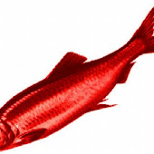 REPOST: It's Time to Play the Catch the Red Herring Game! Liberalism's Favorite Fallacy