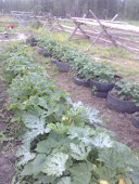 Zuke and potatoe row near the buck fence