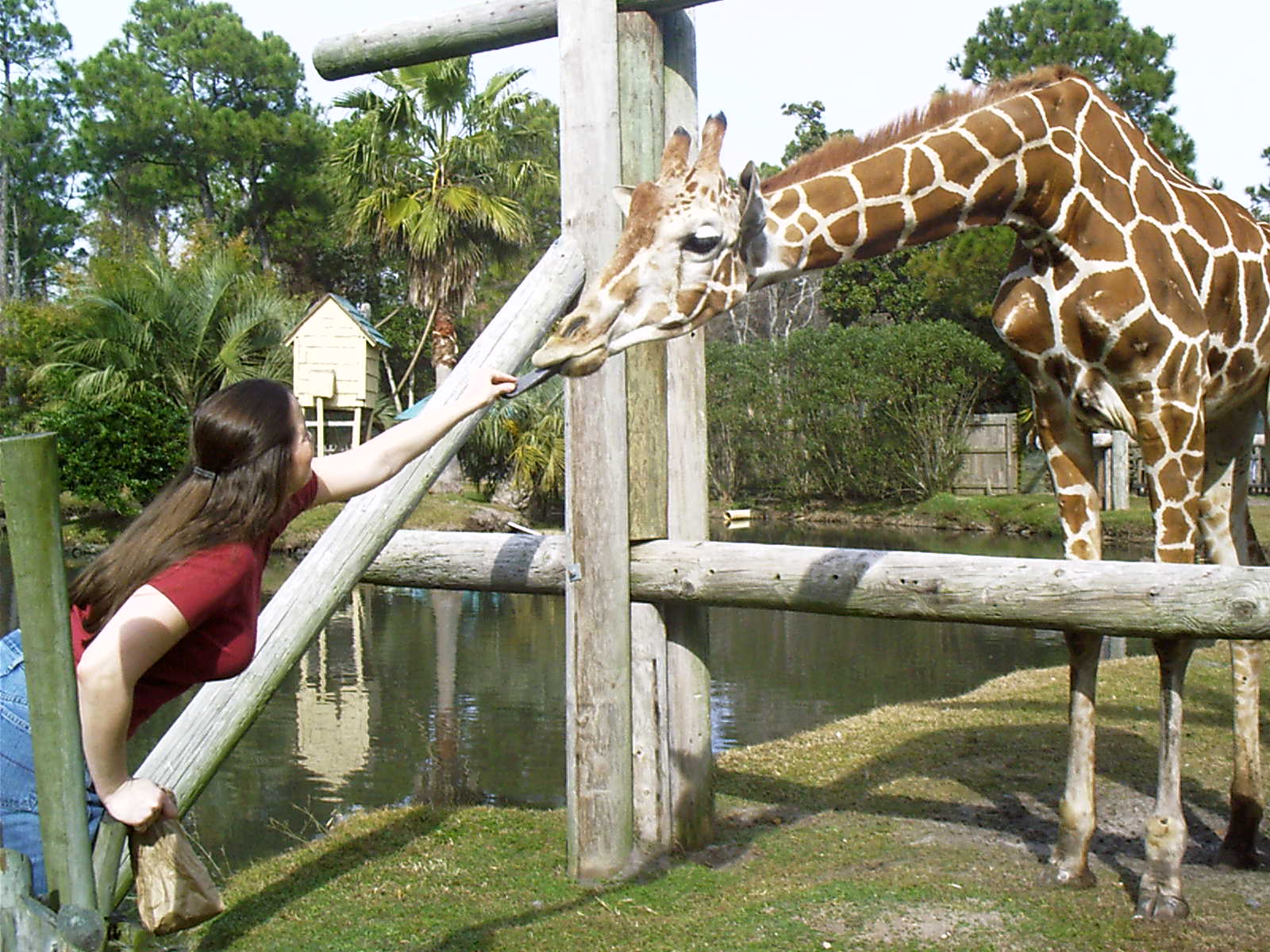[Giraffe.jpg]