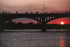 Mexican Free-Tailed Bats in Austin